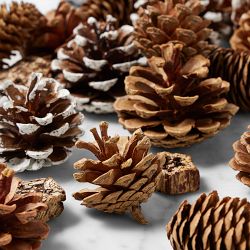 Williams Sonoma Winter Forest Scented Pinecones Filler