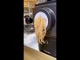 Video 1 for Philips Artisan Smart Pasta &amp; Noodle Maker