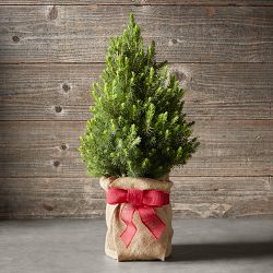 Live Mini Tabletop Tree with Burlap Wrap