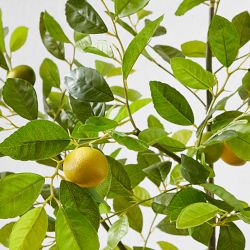 Faux Lemon Tree, 3'-5'