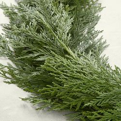 Western Red Cedar Live Garland
