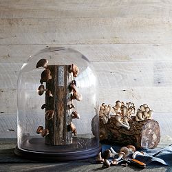 Oyster Mushroom Log Kit