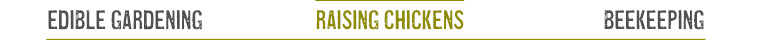 Raising Chickens